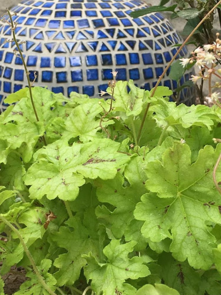 Гейхерелла Спайси Лайм (Spicy Lime) купить с доставкой