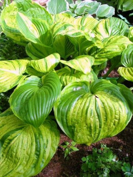 Хоста Гюнтерс Прайз (Gunther's Prize) [XL] купить с доставкой