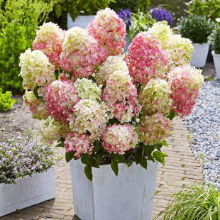 Гортензия Ливинг Литл Блоссом (Living Little Blossom) метельчатая