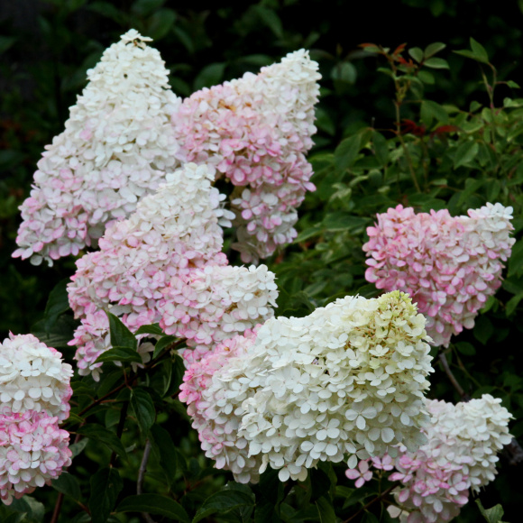 Гортензия Ливинг Литл Блоссом (Living Little Blossom) метельчатая купить с доставкой