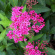 Спирея Неон Флэш (Neon Flash) купить с доставкой