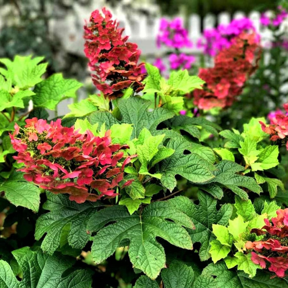 Гортензия Бургунди (Burgundy) дуболистная купить с доставкой