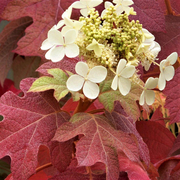 Гортензия Бургунди (Burgundy) дуболистная купить с доставкой