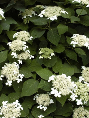 Гортензия Радиата (Radiata) древовидная