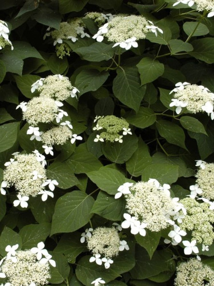 Гортензия Радиата (Radiata) древовидная купить с доставкой