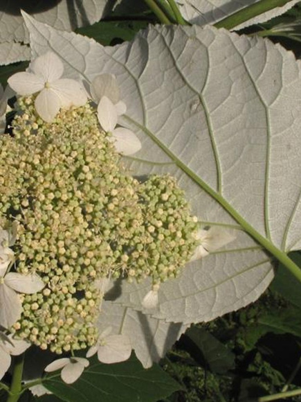 Гортензия Радиата (Radiata) древовидная купить с доставкой