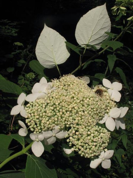 Гортензия Радиата (Radiata) древовидная купить с доставкой