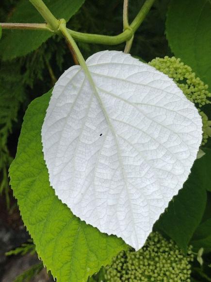 Гортензия Радиата (Radiata) древовидная купить с доставкой