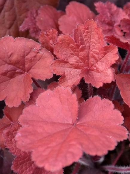 Гейхера Нозен Эксплоужен Ред (Northern Exposure Red) купить с доставкой