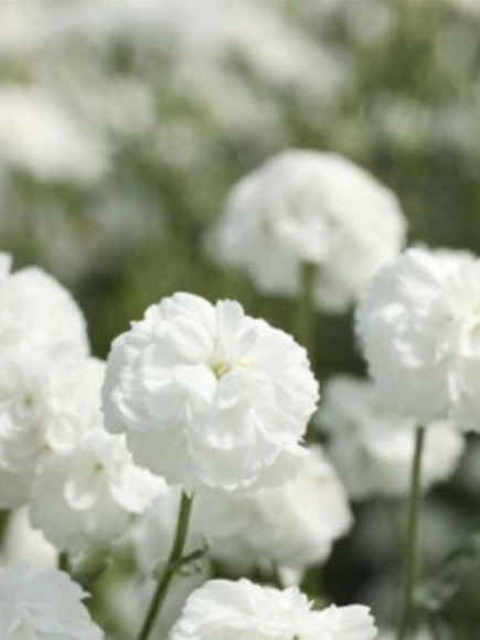 Тысячелистник Маршмеллоу (Marshmallow) птармика купить с доставкой