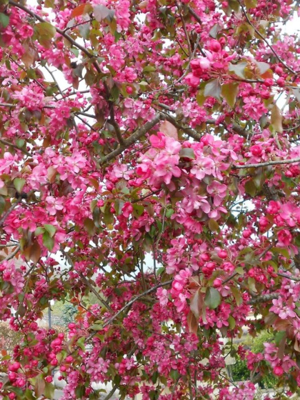 Яблоня Декоративная Хелена купить с доставкой