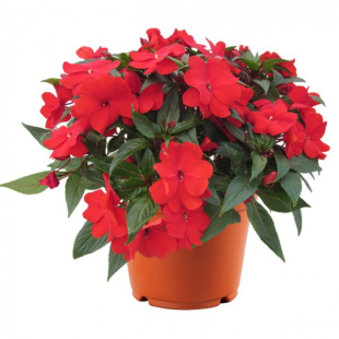 Бальзамин Магнум Дарк Ред (Magnum Dark Red)