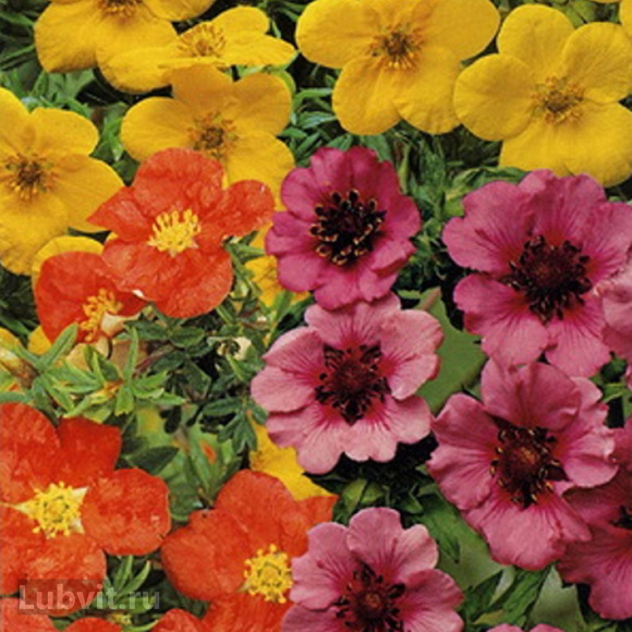 Лапчатка Ассортимент купить с доставкой