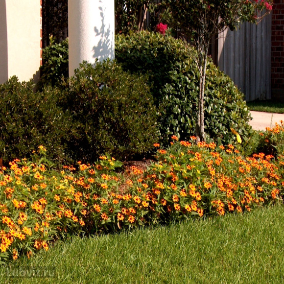 Лапчатка Ассортимент купить с доставкой