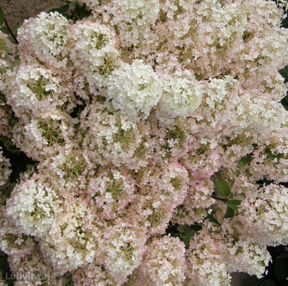 Гортензия Бобо (Bobo) метельчатая купить с доставкой