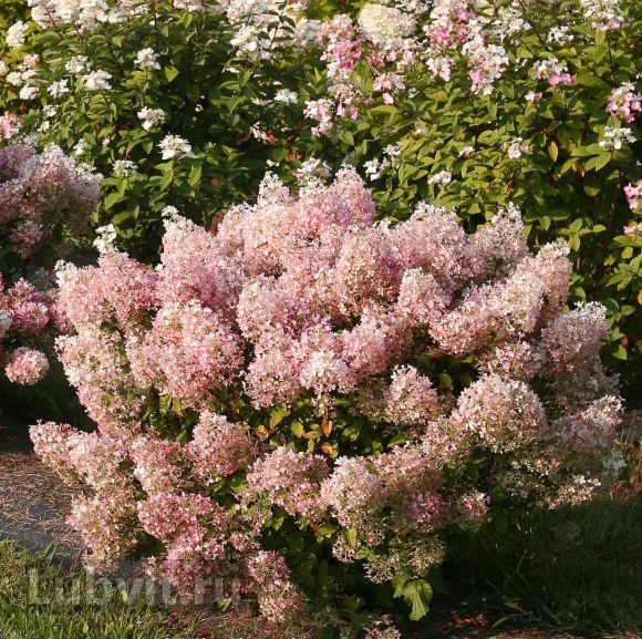 Гортензия Бобо (Bobo) метельчатая купить с доставкой