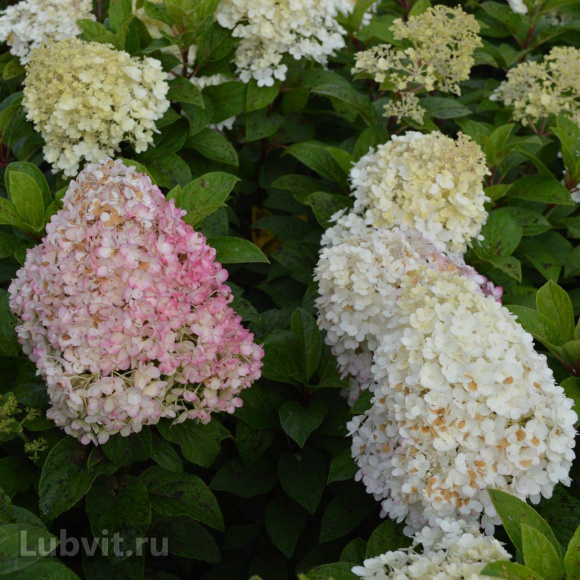 Гортензия Бобо (Bobo) метельчатая купить с доставкой