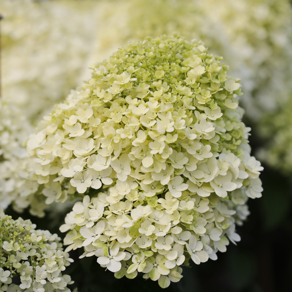 Гортензия Бобо (Bobo) метельчатая купить с доставкой