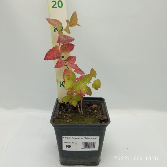 Спирея Голдмаунд (Goldmound) купить с доставкой