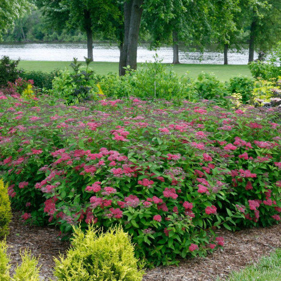 Спирея Дартс Ред (Dart's Red) купить с доставкой