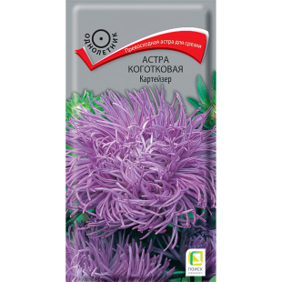Астра коготковая Картейзер [Поиск]
