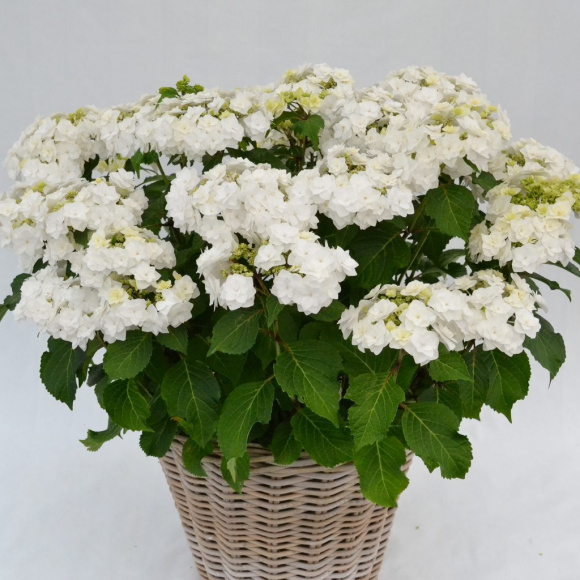 Гортензия Допио Бьянко (Doppio Bianco) крупнолистная купить с доставкой