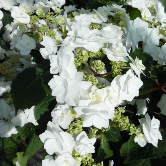 Гортензия Допио Бьянко (Doppio Bianco) крупнолистная купить с доставкой
