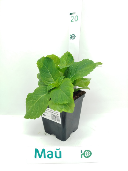 Гортензия Допио Бьянко (Doppio Bianco) крупнолистная купить с доставкой