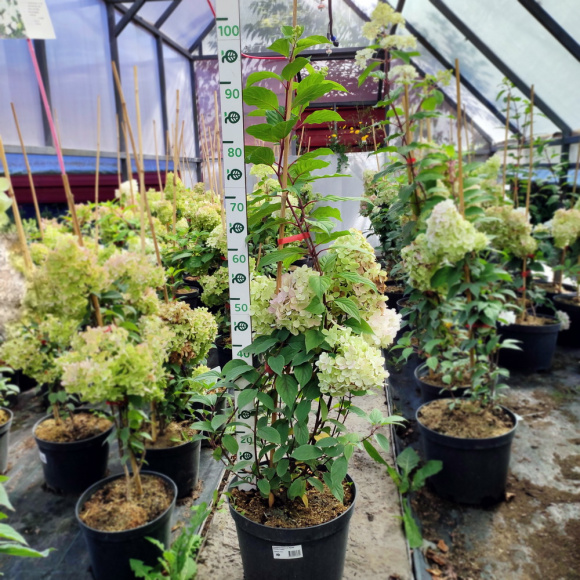 Гортензия Ванилла Фрейз (Vanille Fraise) метельчатая купить с доставкой