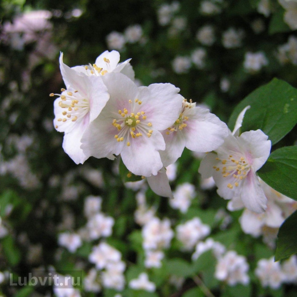 Чубушник Необычный купить с доставкой