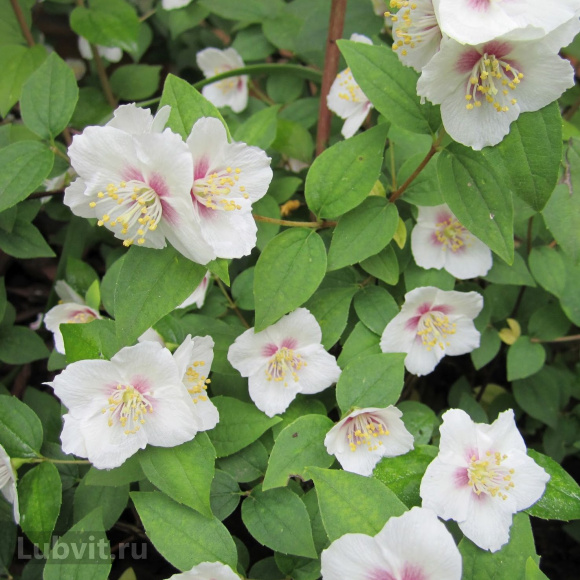 Чубушник Необычный купить с доставкой