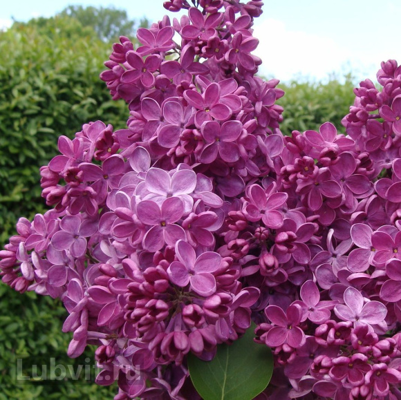 Сирень Знамя Ленина купить с доставкой