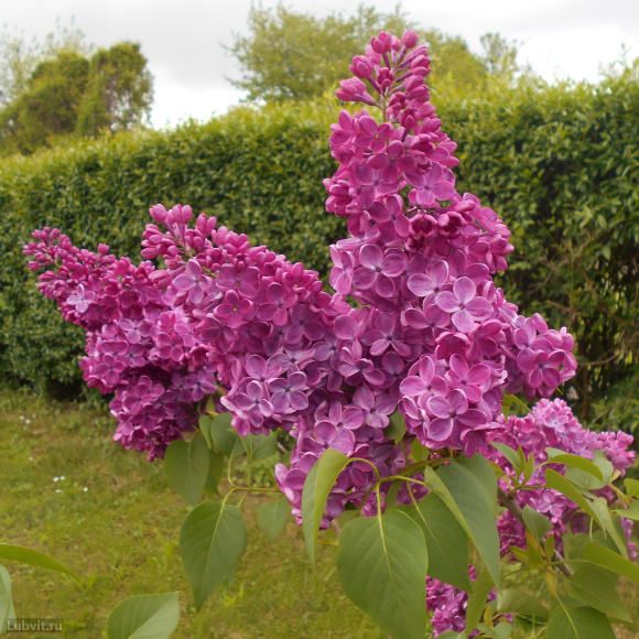 Сирень Знамя Ленина купить с доставкой