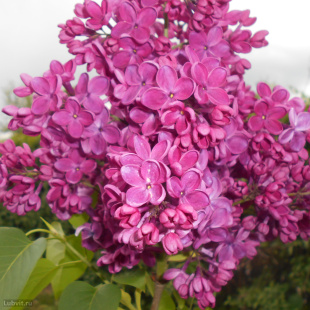 Сирень Знамя Ленина