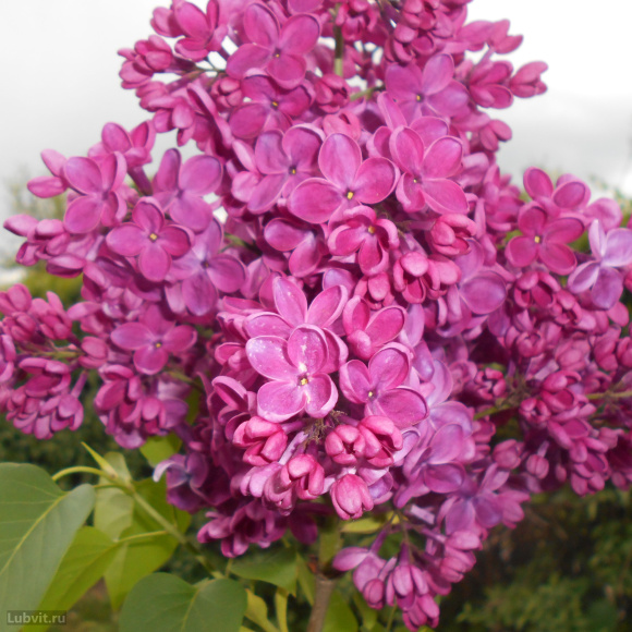 Сирень Знамя Ленина купить с доставкой