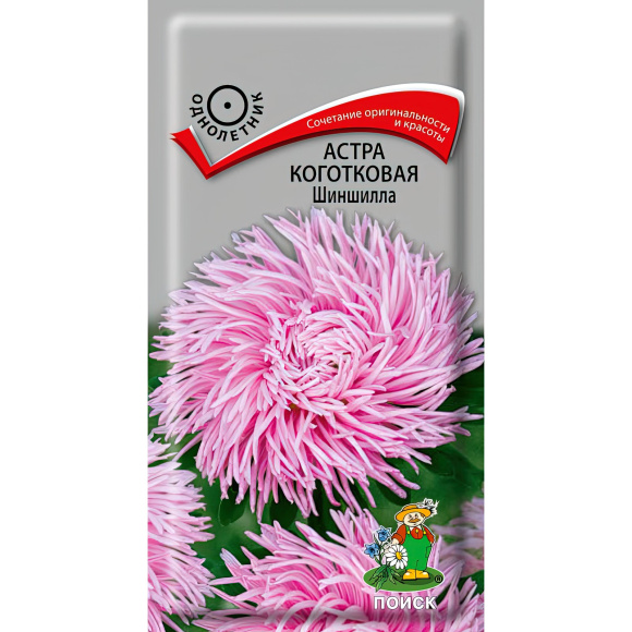 Астра коготковая Шиншилла [Поиск] купить с доставкой