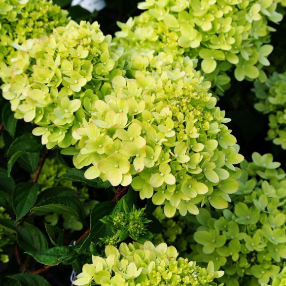 Гортензия Мэджикал Лайм Спаркл (Magical Lime Sparkle) метельчатая купить с доставкой