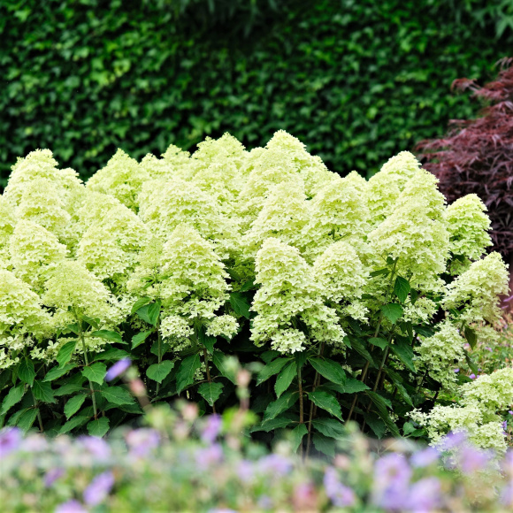 Гортензия Мэджикал Лайм Спаркл (Magical Lime Sparkle) метельчатая купить с доставкой