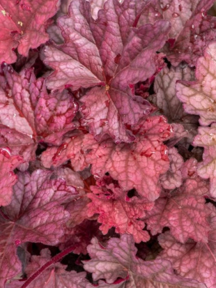 Гейхера Ворлд Кафе Шакерато (World Caffé Shakerato)