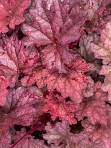 Гейхера Ворлд Кафе Шакерато (World Caffé Shakerato) купить с доставкой