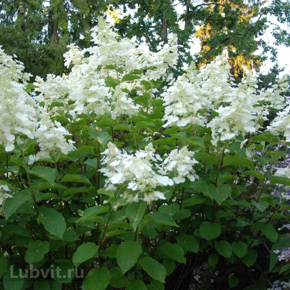 Гортензия Вайт Леди (White Lady) метельчатая купить с доставкой