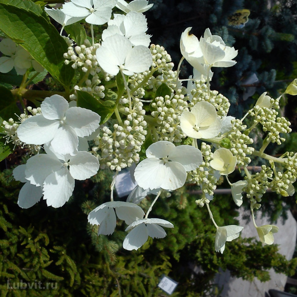 Гортензия Вайт Леди (White Lady) метельчатая купить с доставкой
