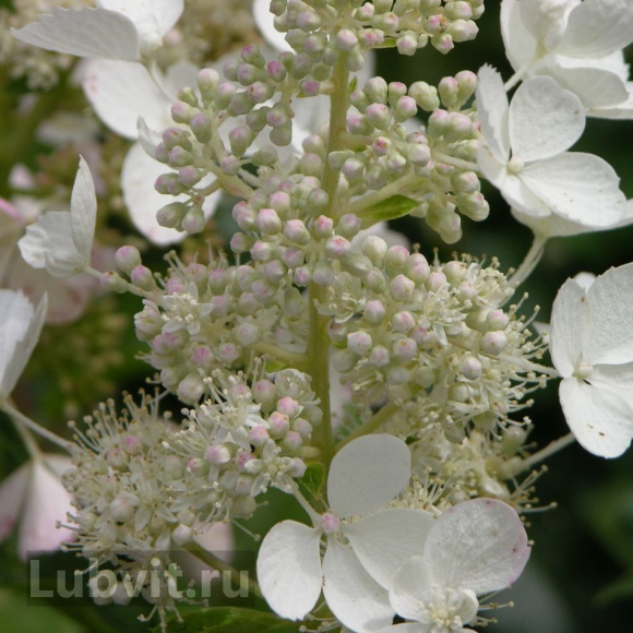 Гортензия Вайт Леди (White Lady) метельчатая купить с доставкой