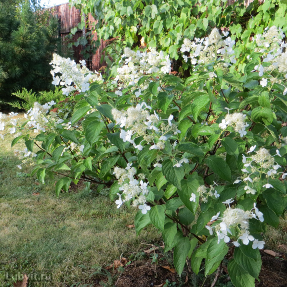 Гортензия Вайт Леди (White Lady) метельчатая купить с доставкой