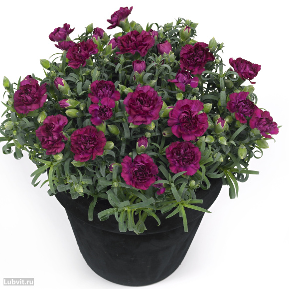 Гвоздика Санфлор Ягуар (Sunflor Jaguar) купить с доставкой