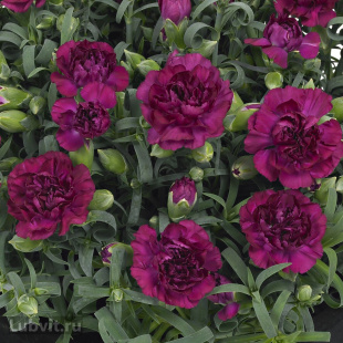 Гвоздика Санфлор Ягуар (Sunflor Jaguar)