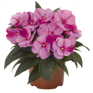 Бальзамин Магнум Лавандер Сплеш (Magnum Lavender Splash)