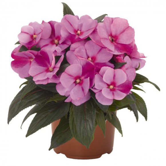 Бальзамин Новогвинейский Магнум Лавандер Спеш (Magnum Lavender Splash)