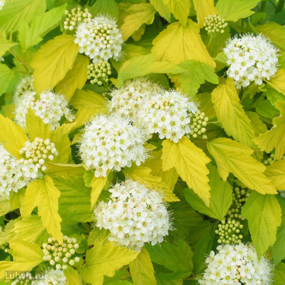 Пузыреплодник Золотистый (Golden) купить с доставкой