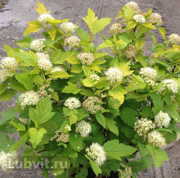 Пузыреплодник Золотистый (Golden) купить с доставкой